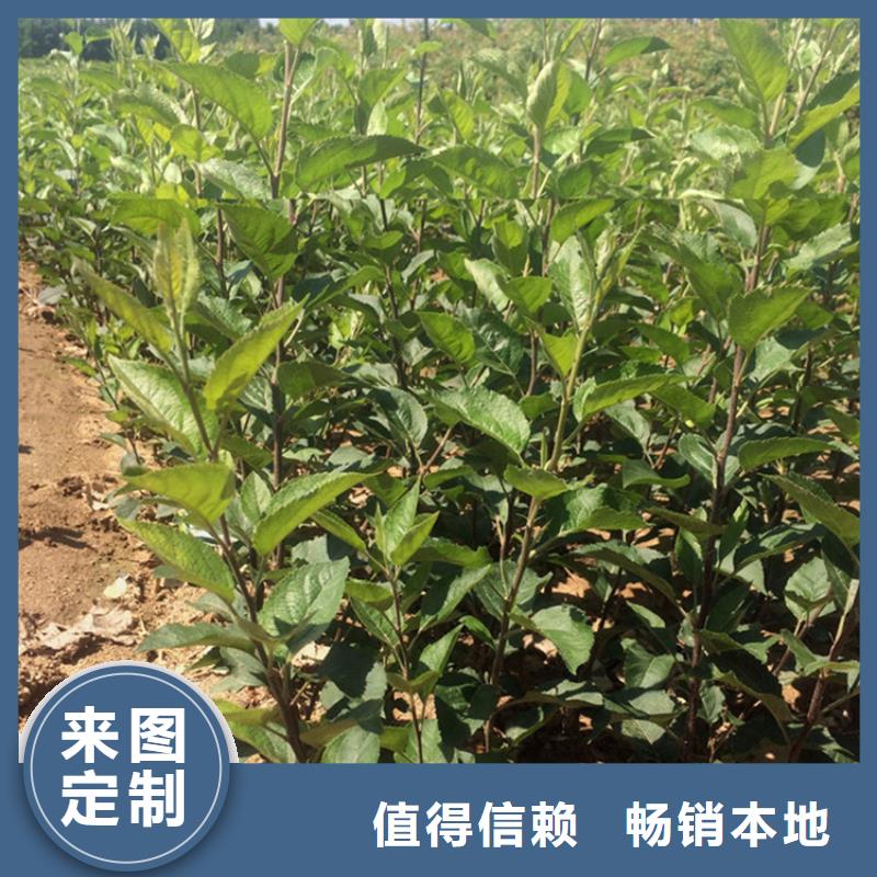 苹果-苹果苗专业按需定制