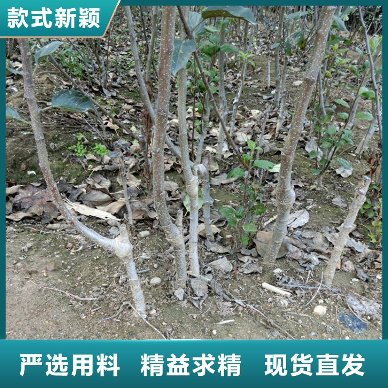 苹果-苹果苗专业按需定制