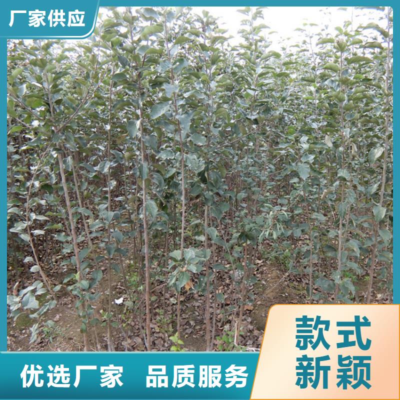 苹果-苹果苗专业按需定制