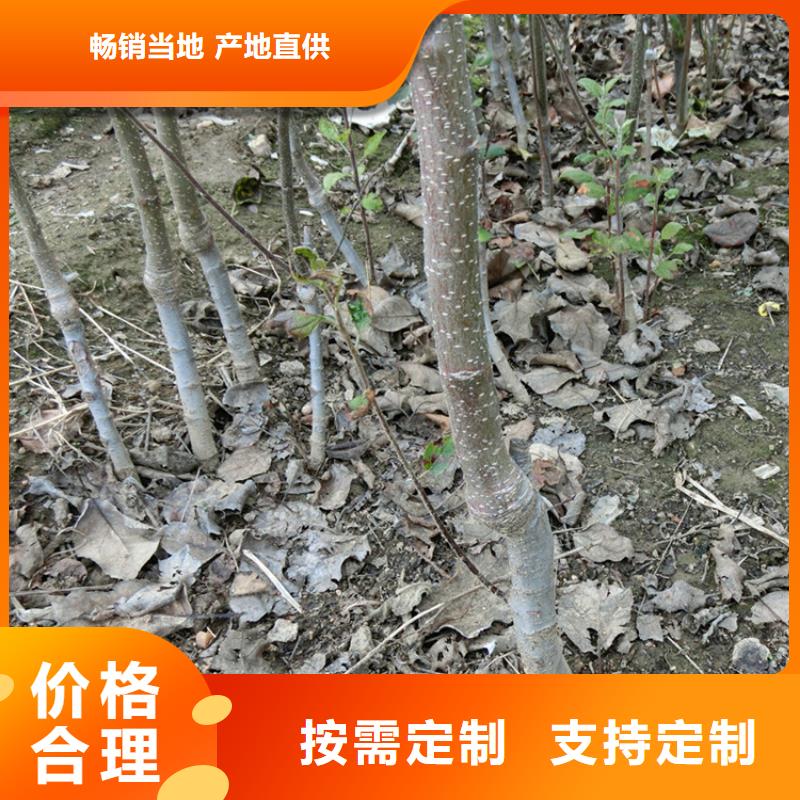 苹果-苹果苗专业按需定制