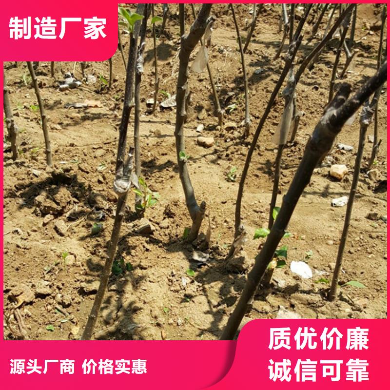 苹果-苹果苗专业按需定制