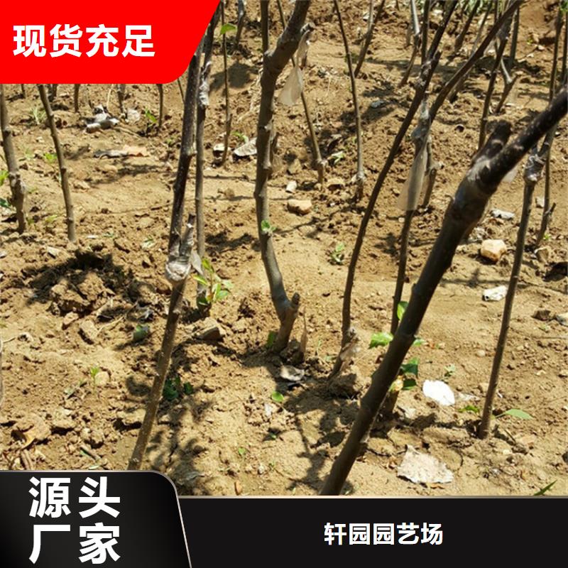 【苹果】_石榴树应用领域