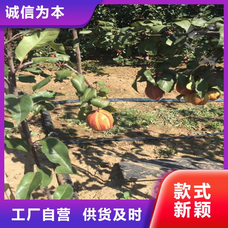 梨树桃树苗优质货源