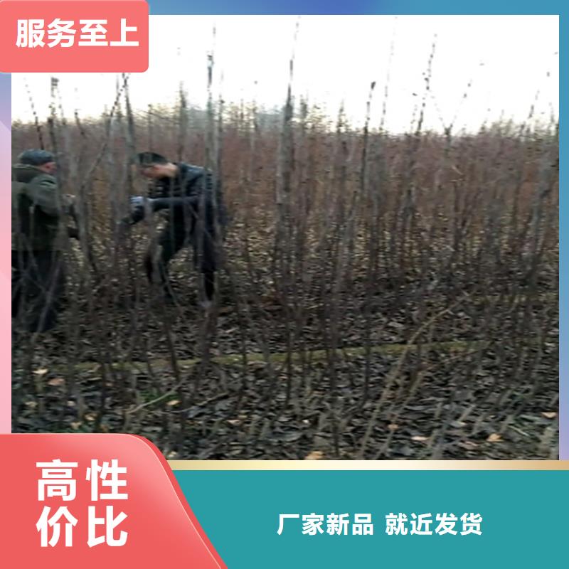 梨树3公分软籽石榴苗专注品质