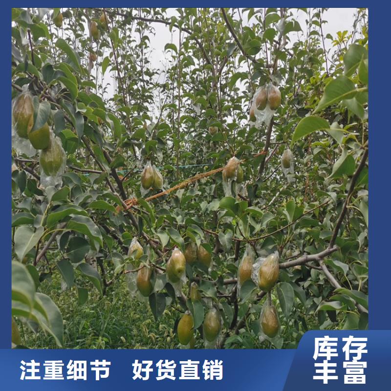 梨树_【西瓜苗】厂家批发价