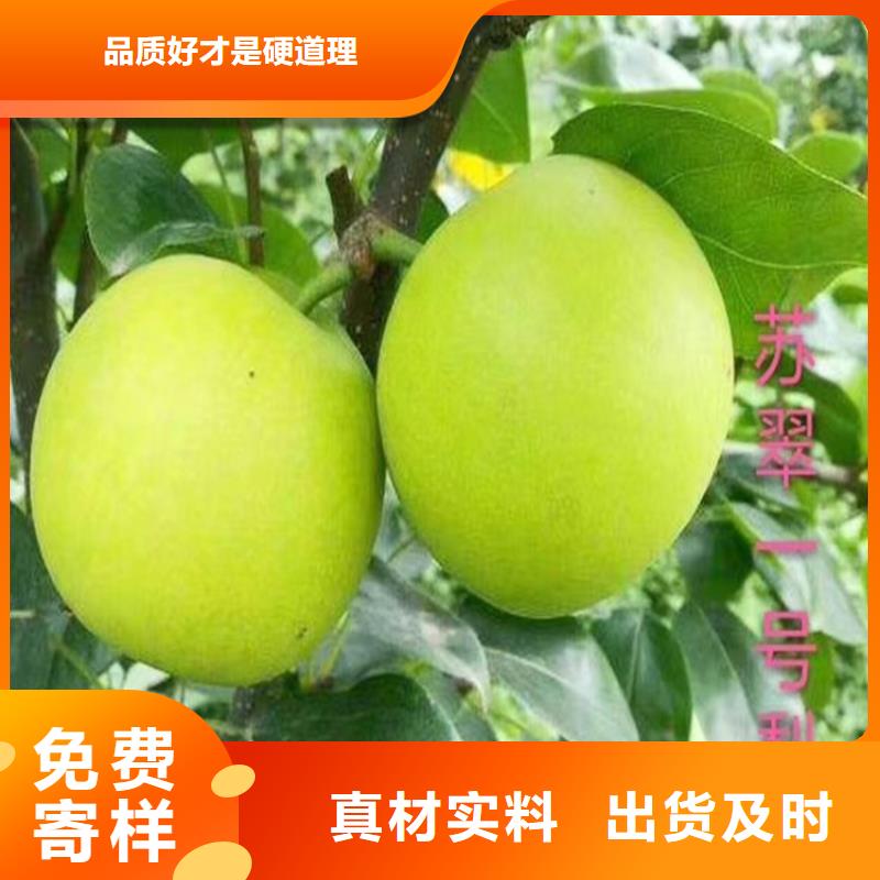 梨树樱桃苗商家直供