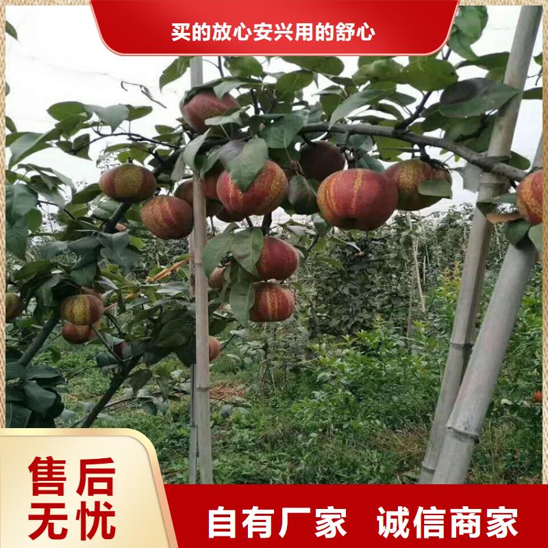 梨树草莓苗厂家直销省心省钱