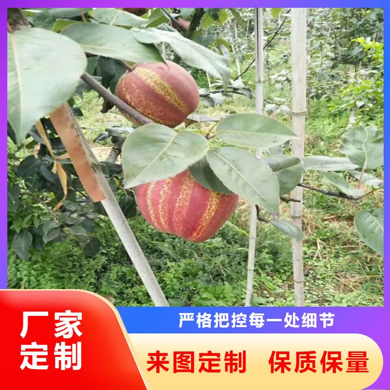 梨树【草莓苗】现货销售