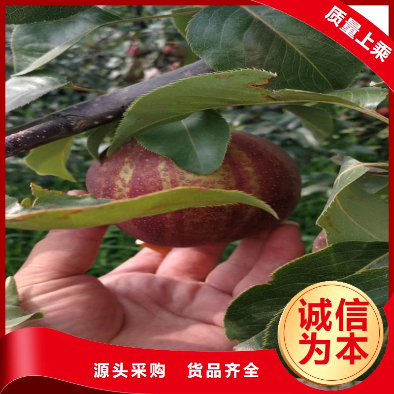 梨树葡萄苗拒绝差价