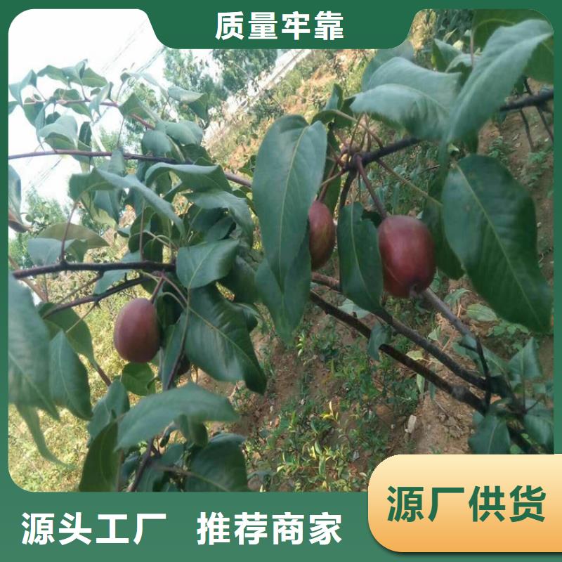 梨树葡萄苗拒绝差价