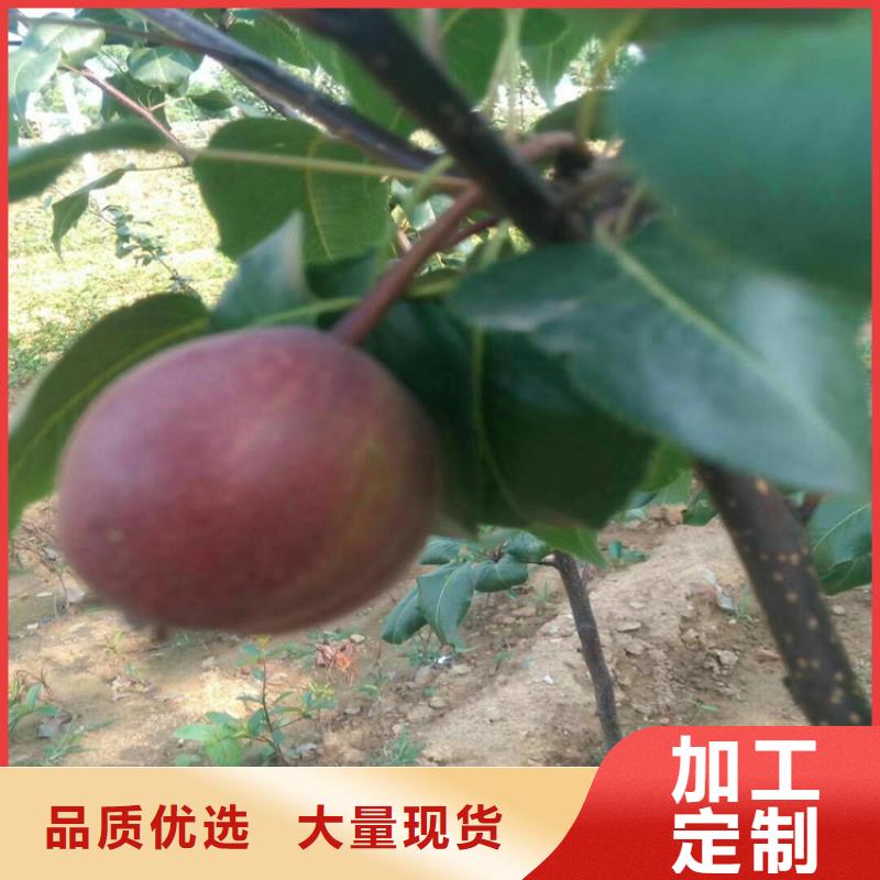 【梨树苹果苗用心做产品】