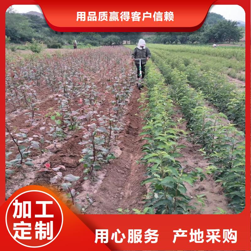 梨树桃树苗优质货源
