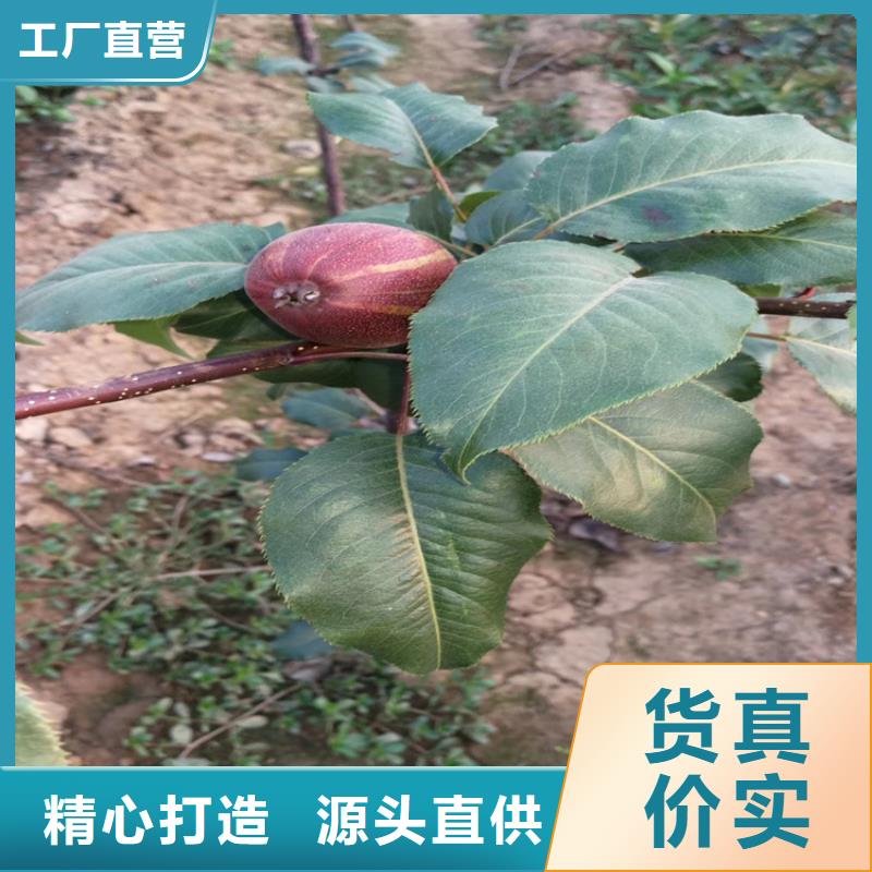 【梨树苹果苗用心做产品】