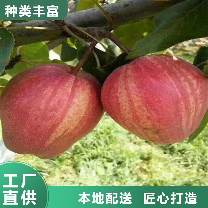 梨树草莓苗厂家直销省心省钱