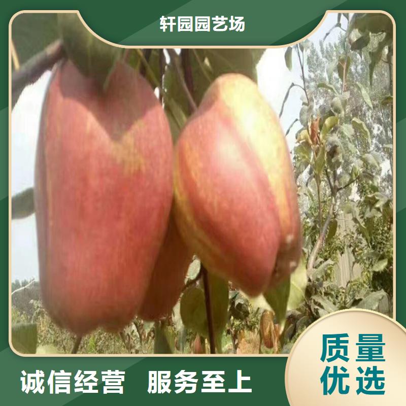 梨树【草莓苗】现货销售