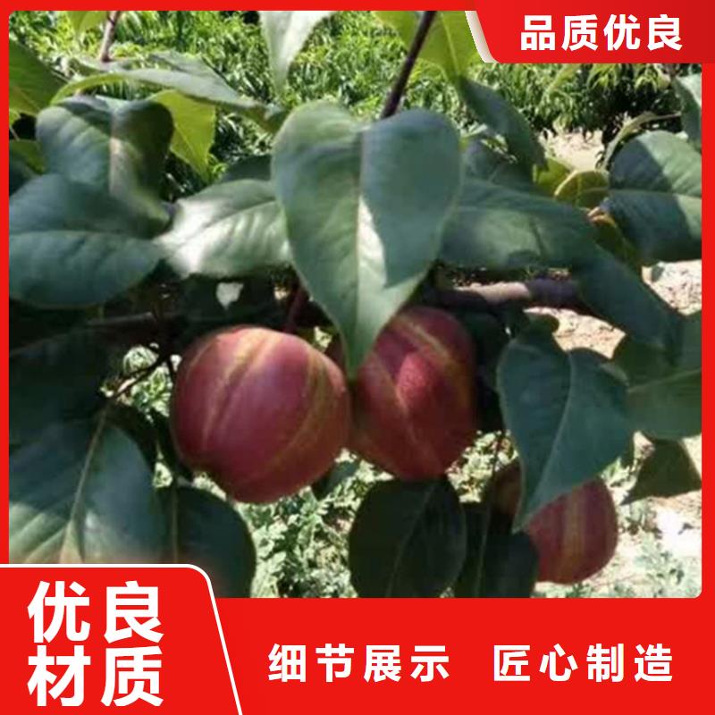 梨树樱桃苗商家直供