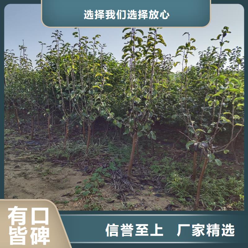 梨树北美冬青可定制有保障
