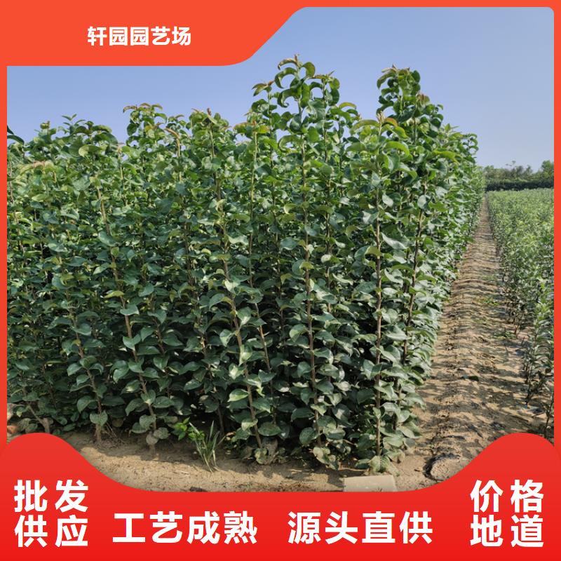 梨树蓝莓苗专业生产厂家