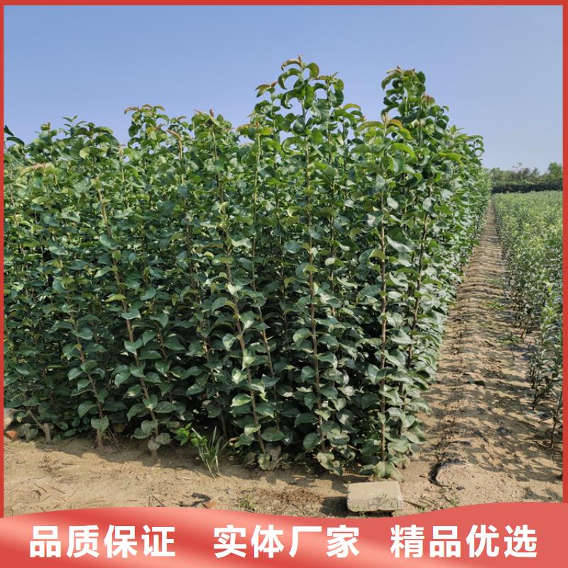 梨树桃树苗优质货源