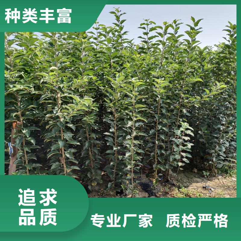 梨树葡萄苗拒绝差价