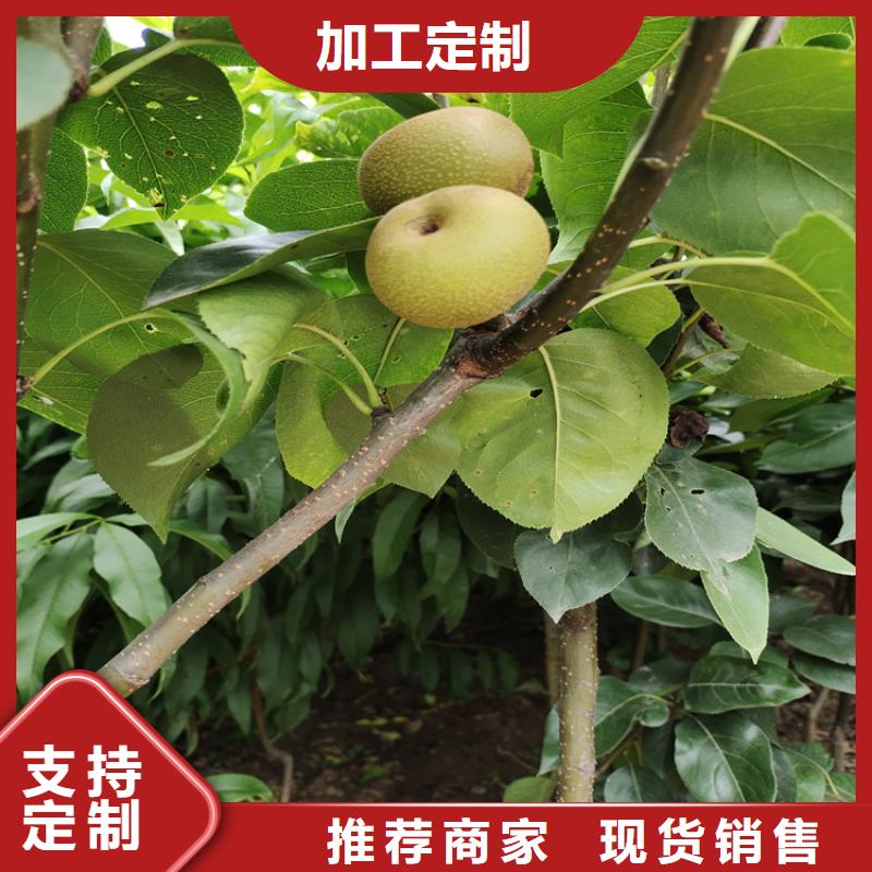 梨树_桃树苗使用方法