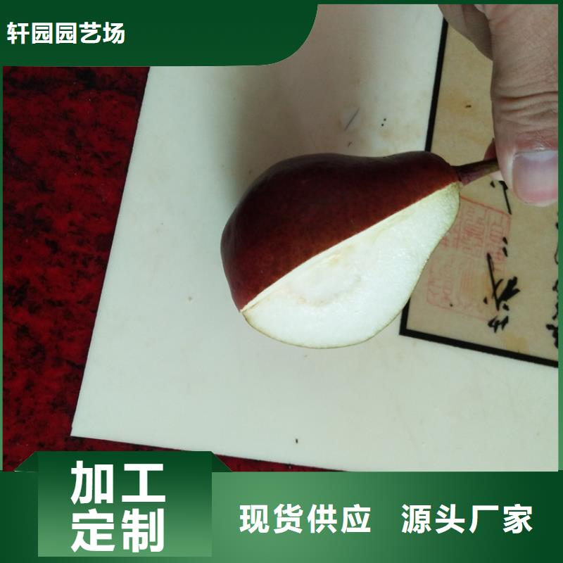 梨树草莓苗厂家直销省心省钱