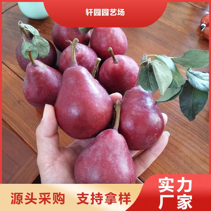 【梨树苹果苗用心做产品】