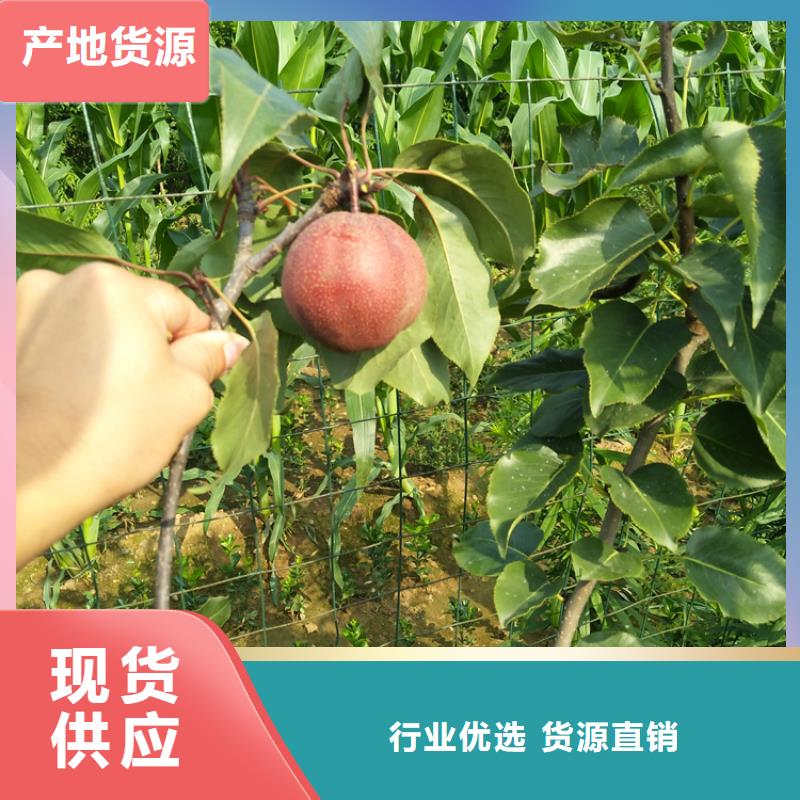 梨树葡萄苗拒绝差价