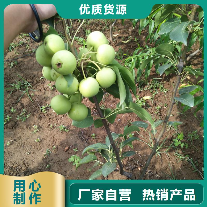 梨树_【西瓜苗】厂家批发价
