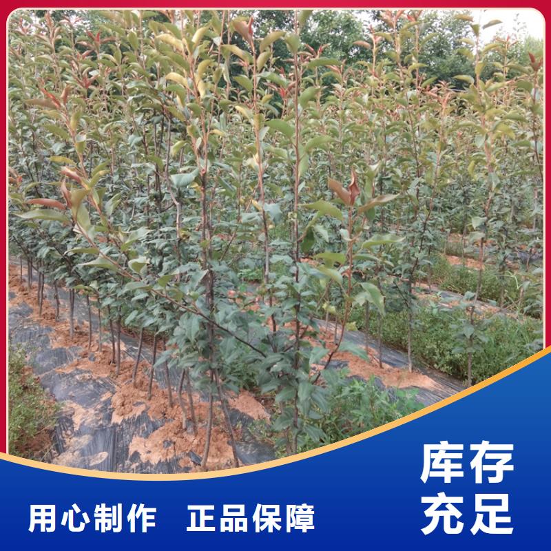 梨树_【西瓜苗】厂家批发价