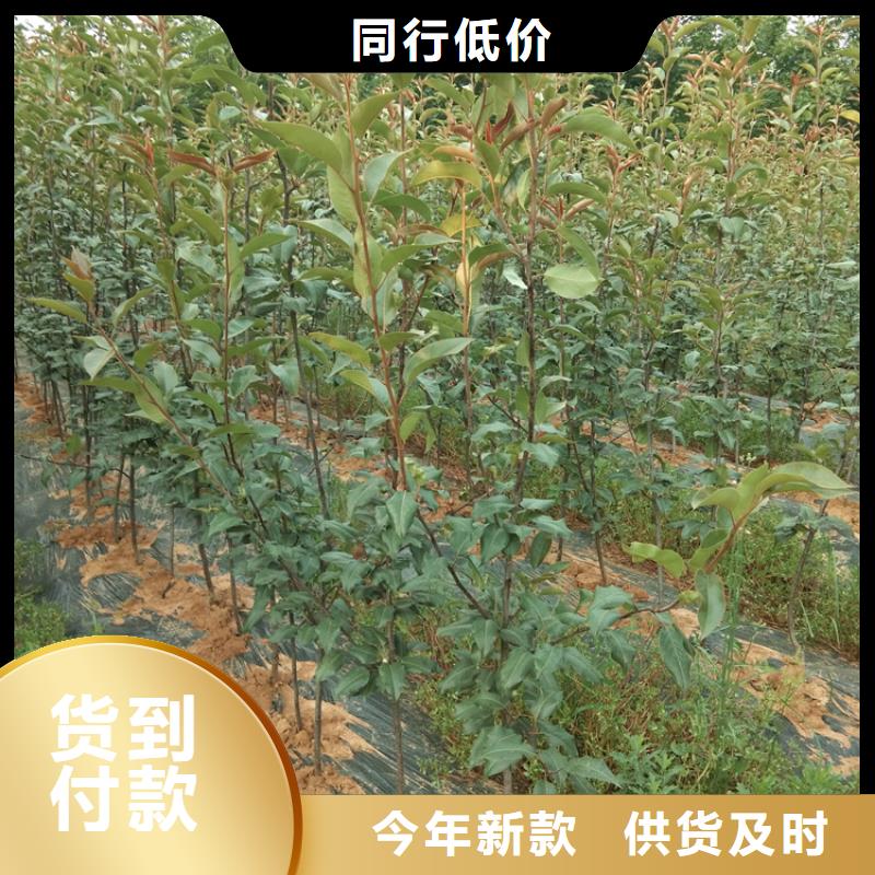 梨树_【西瓜苗】厂家批发价
