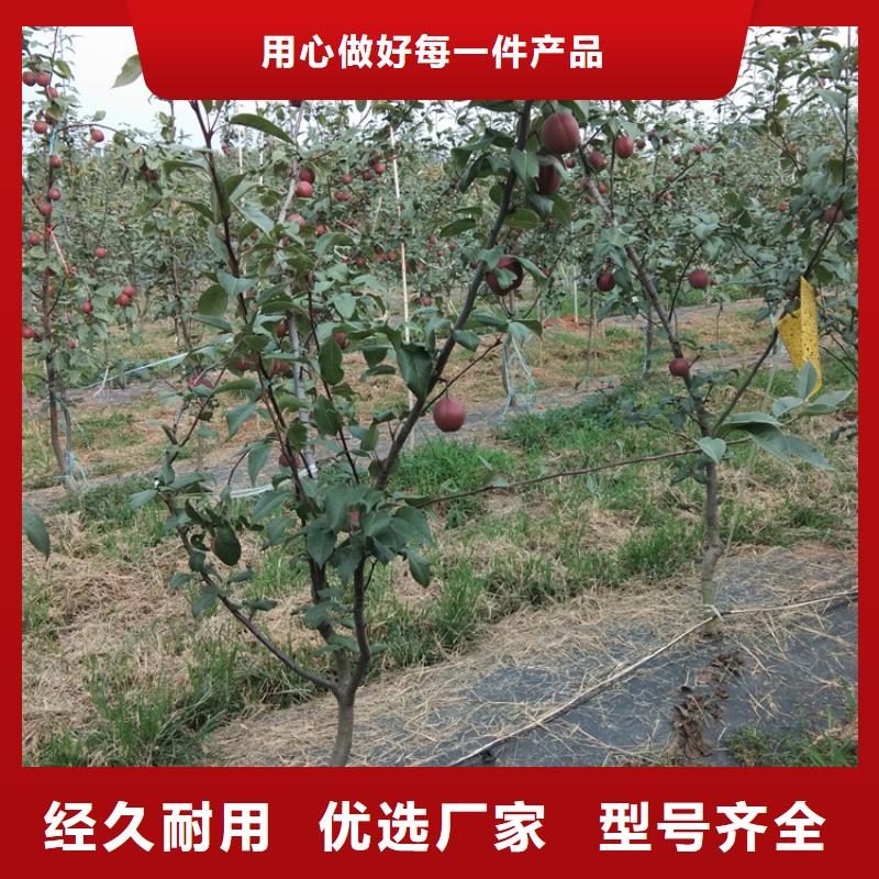梨树3公分软籽石榴苗专注品质