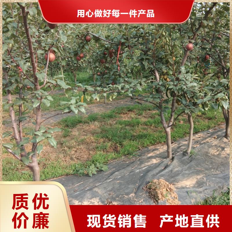 梨树桃树苗优质货源