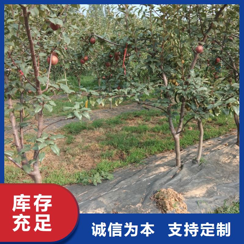 梨树-杏树苗多家仓库发货