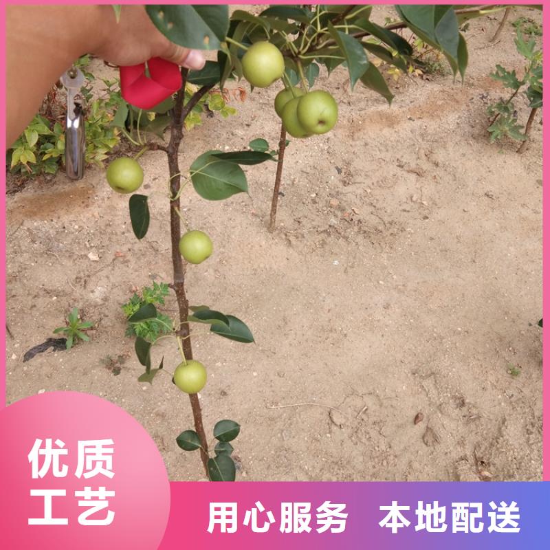 梨树-【苹果苗】源头直供