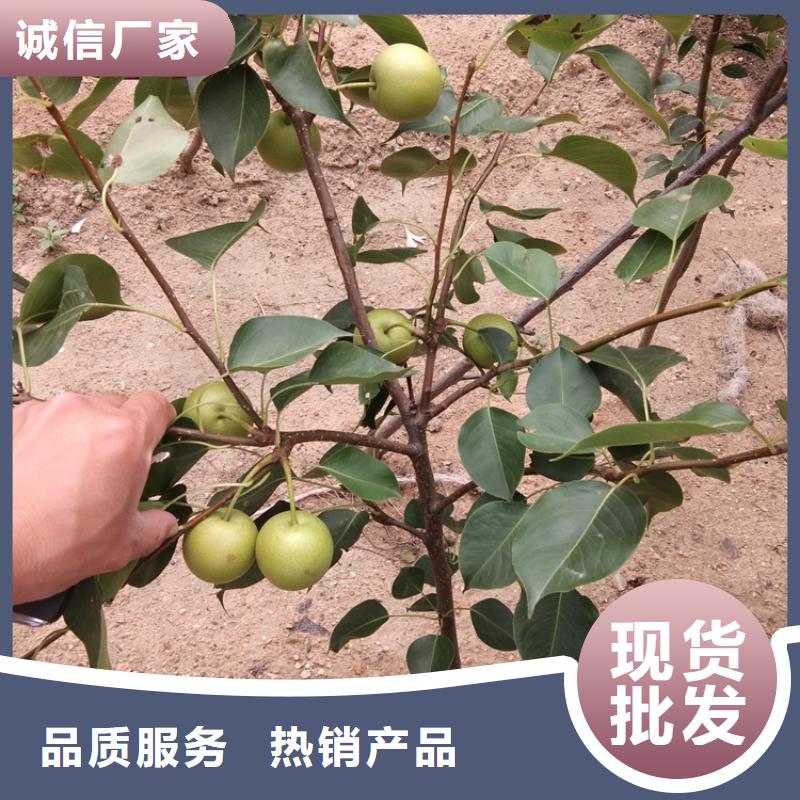 【梨树苹果苗用心做产品】