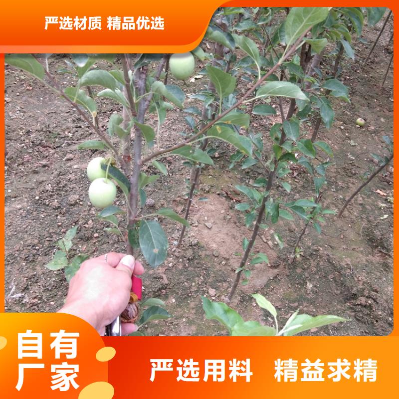 梨树葡萄苗拒绝差价