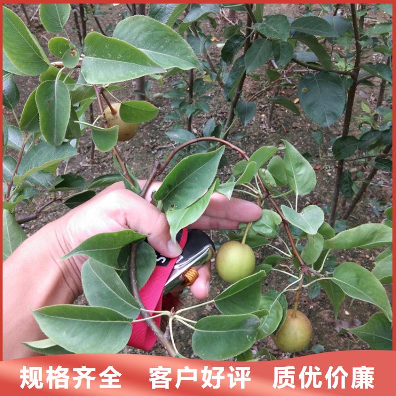 梨树3公分软籽石榴苗专注品质