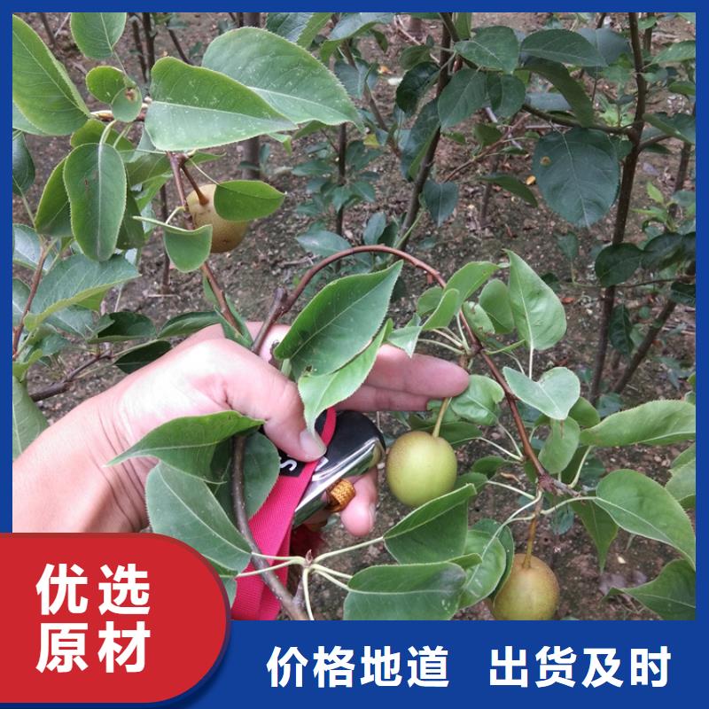 梨树_桃树苗使用方法