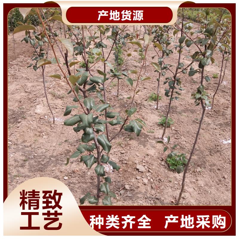 梨树_桃树苗使用方法