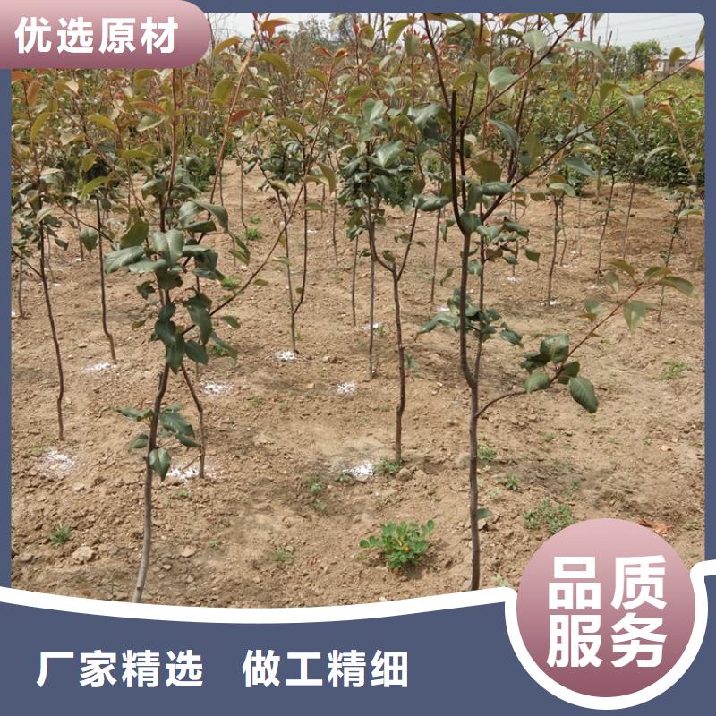 梨树蓝莓苗专业生产厂家