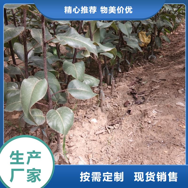 梨树樱桃苗商家直供