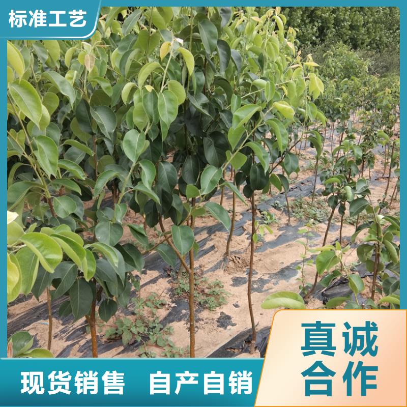 梨树蓝莓苗专业生产厂家