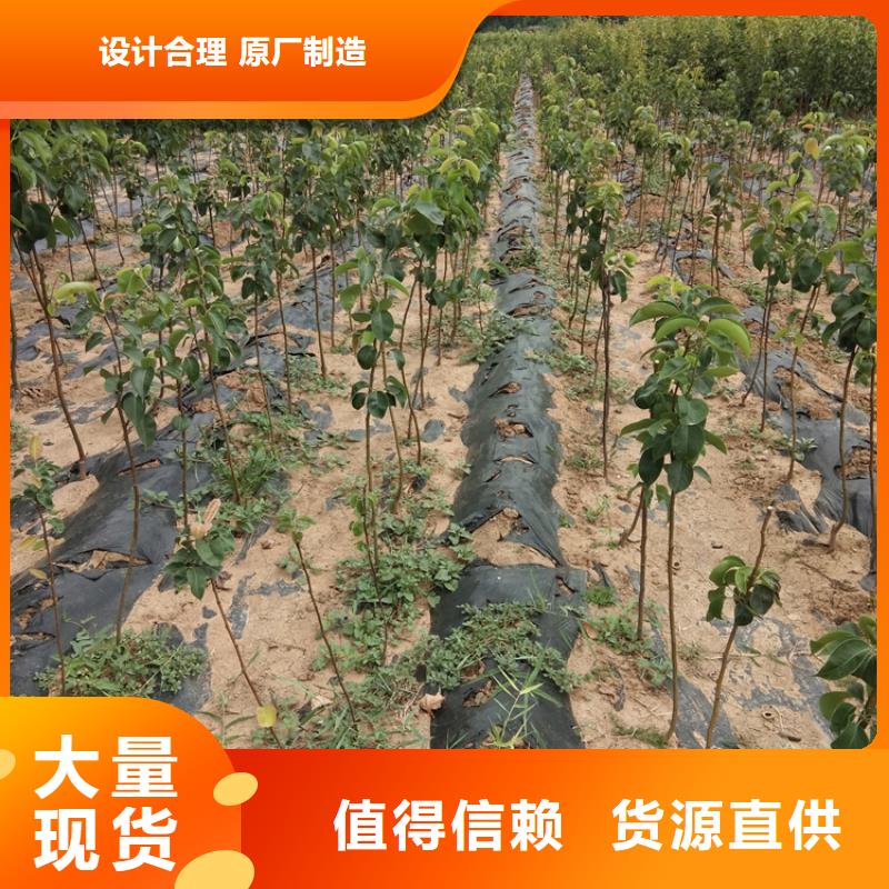 梨树苹果苗源厂直销