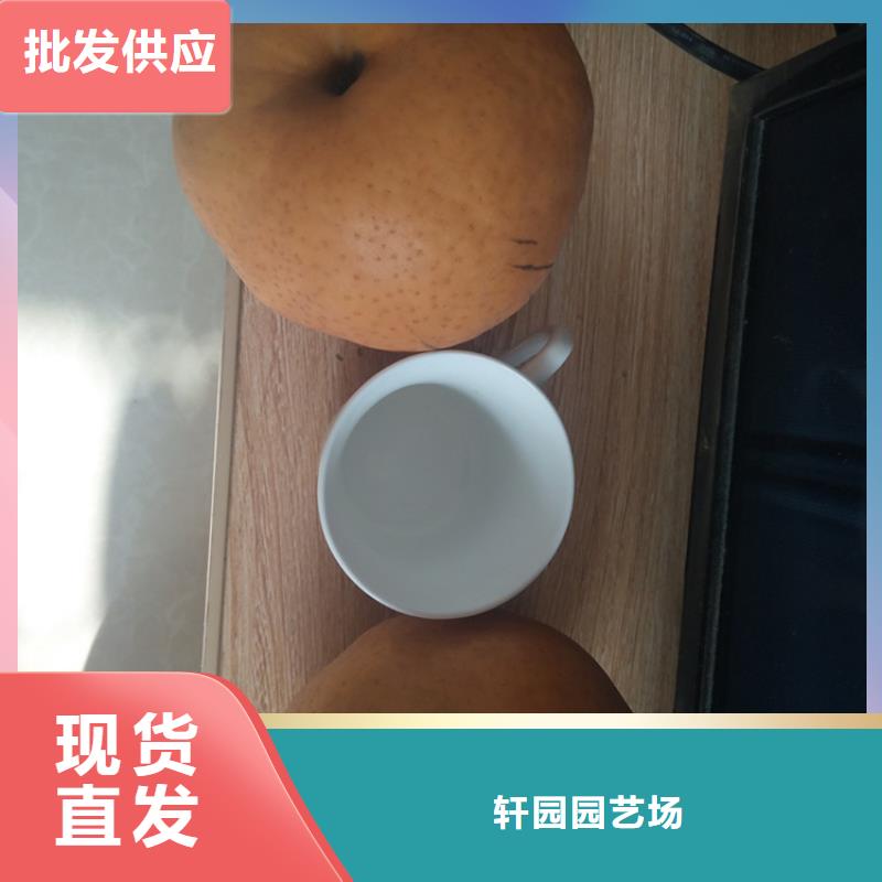 【梨树】,猕猴桃苗物流配送
