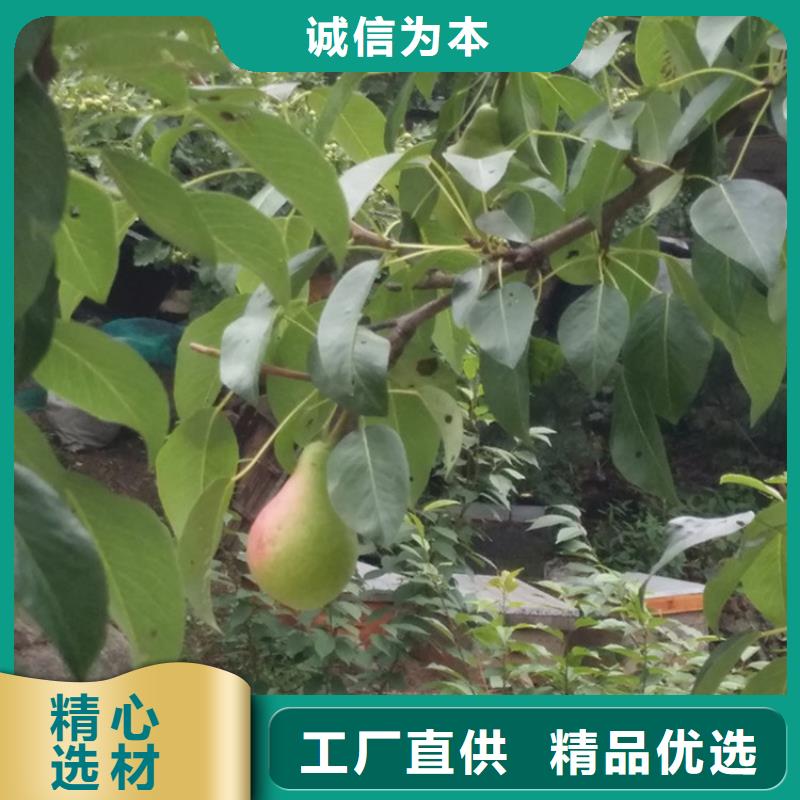 梨树蓝莓苗专业生产厂家
