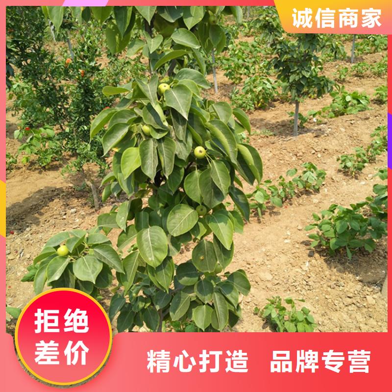 【梨树苹果苗用心做产品】