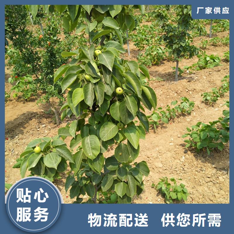 梨树苹果苗源厂直销