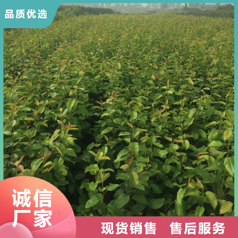梨树苹果苗源厂直销