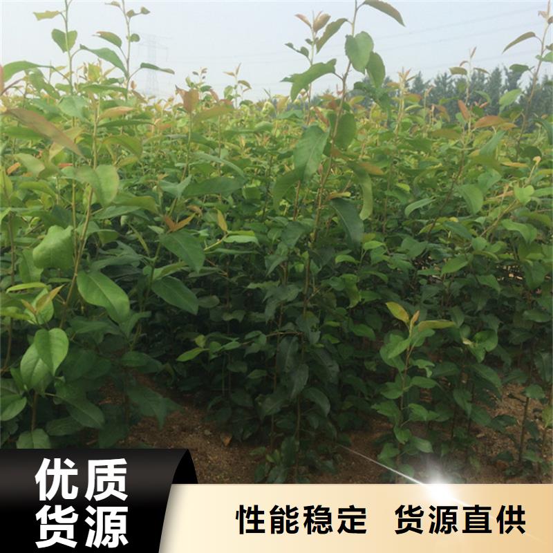 梨树樱桃苗商家直供